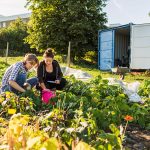 Kontenery w rolnictwie – chłodnie, magazyny i biura polowe. AJP producent kontenerów