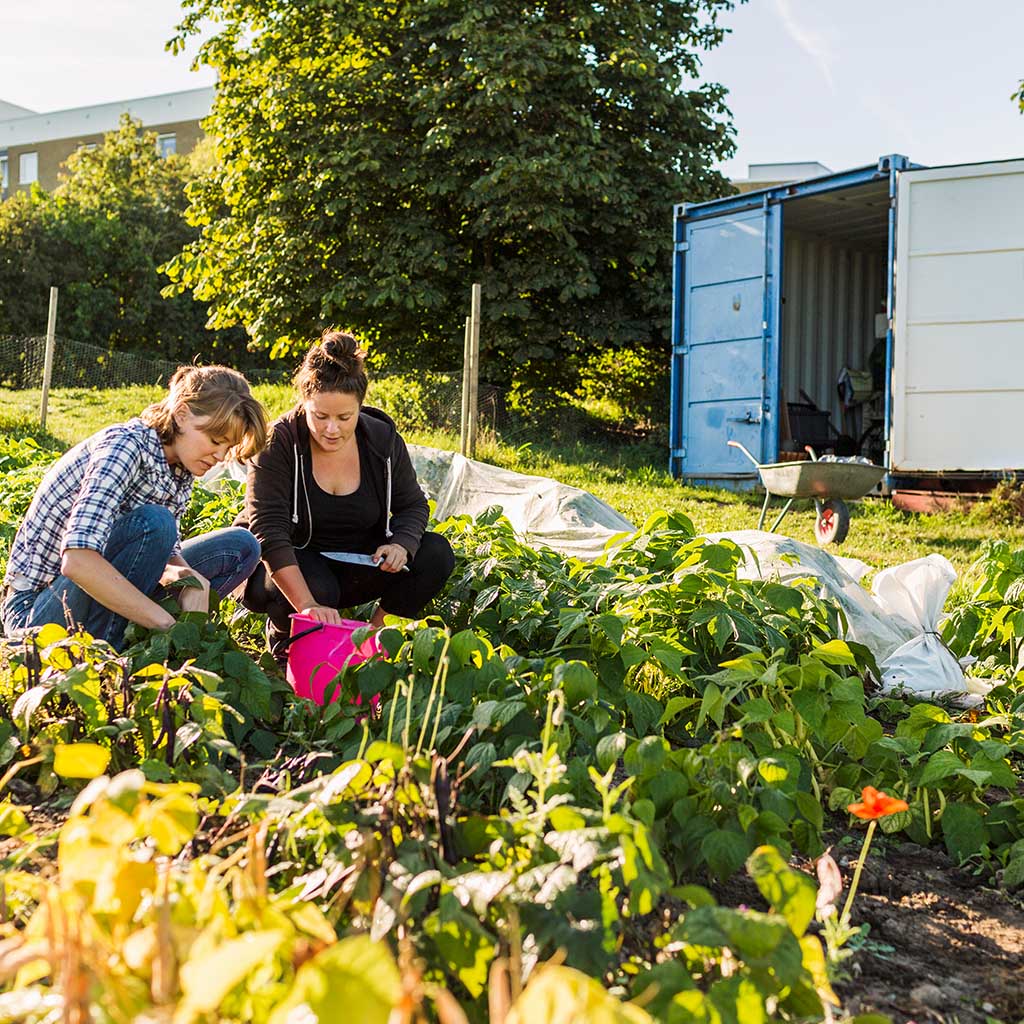 Kontenery w rolnictwie – chłodnie, magazyny i biura polowe. AJP producent kontenerów